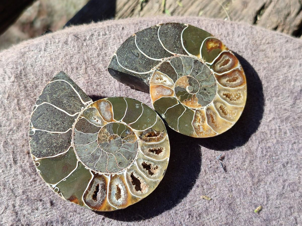 Polished Cleoniceras Ammonite Fossil Pairs x 12 From Tulear, Madagascar - Toprock Gemstones and Minerals 