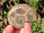 Polished Cleoniceras Ammonite Fossil Pairs x 12 From Tulear, Madagascar - Toprock Gemstones and Minerals 