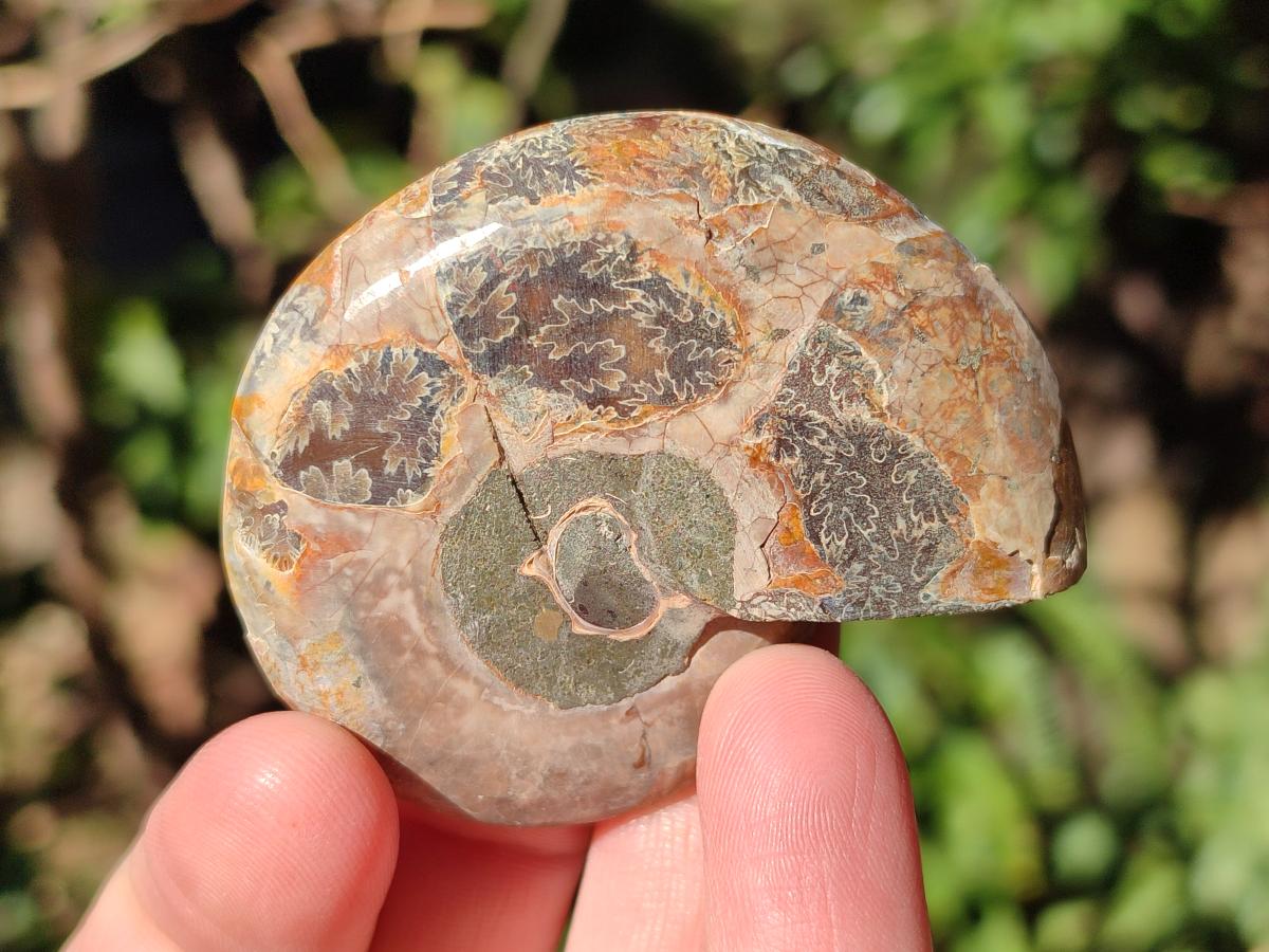Polished Cleoniceras Ammonite Fossil Pairs x 12 From Tulear, Madagascar - Toprock Gemstones and Minerals 