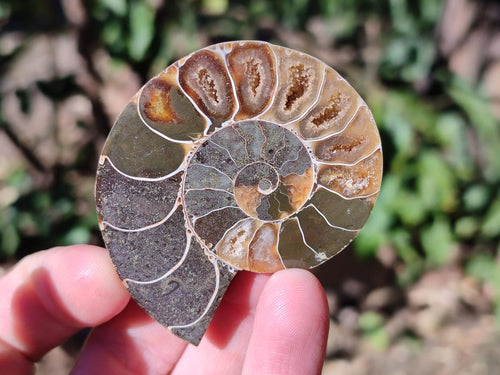 Polished Cleoniceras Ammonite Fossil Pairs x 12 From Tulear, Madagascar - Toprock Gemstones and Minerals 