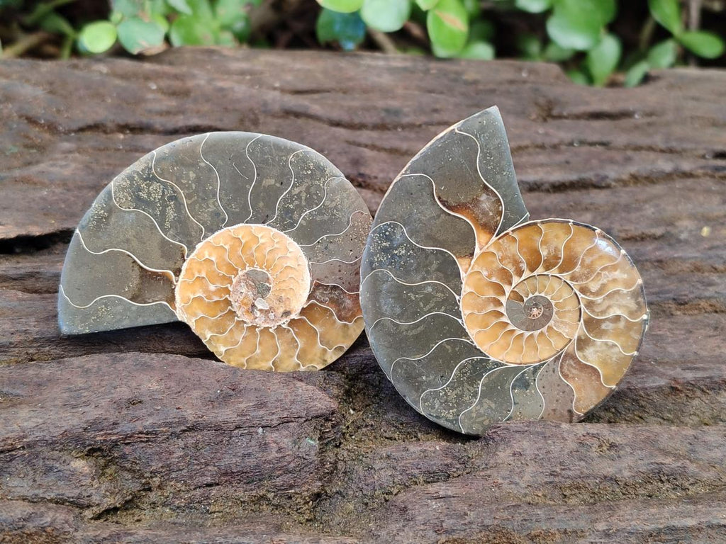 Polished Cleoniceras Ammonite Fossil Pairs x 12 From Tulear, Madagascar - Toprock Gemstones and Minerals 