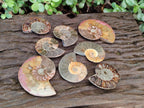 Polished Cleoniceras Ammonite Fossil Pairs x 12 From Tulear, Madagascar - Toprock Gemstones and Minerals 