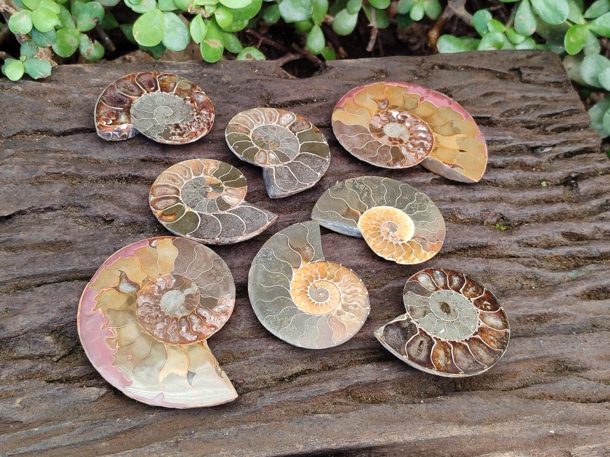 Polished Cleoniceras Ammonite Fossil Pairs x 12 From Tulear, Madagascar - Toprock Gemstones and Minerals 