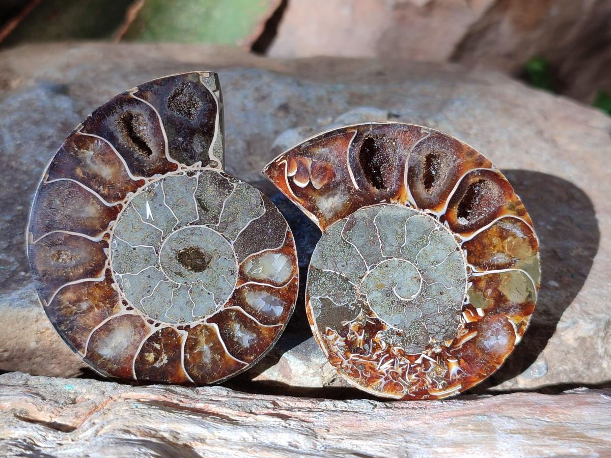 Polished Cleoniceras Ammonite Fossil Pairs x 12 From Tulear, Madagascar - Toprock Gemstones and Minerals 