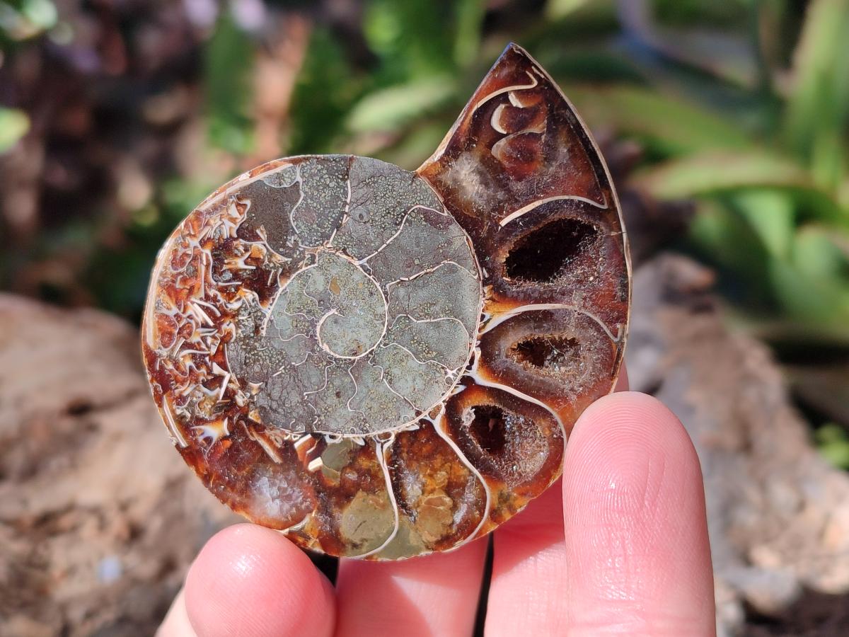 Polished Cleoniceras Ammonite Fossil Pairs x 12 From Tulear, Madagascar - Toprock Gemstones and Minerals 