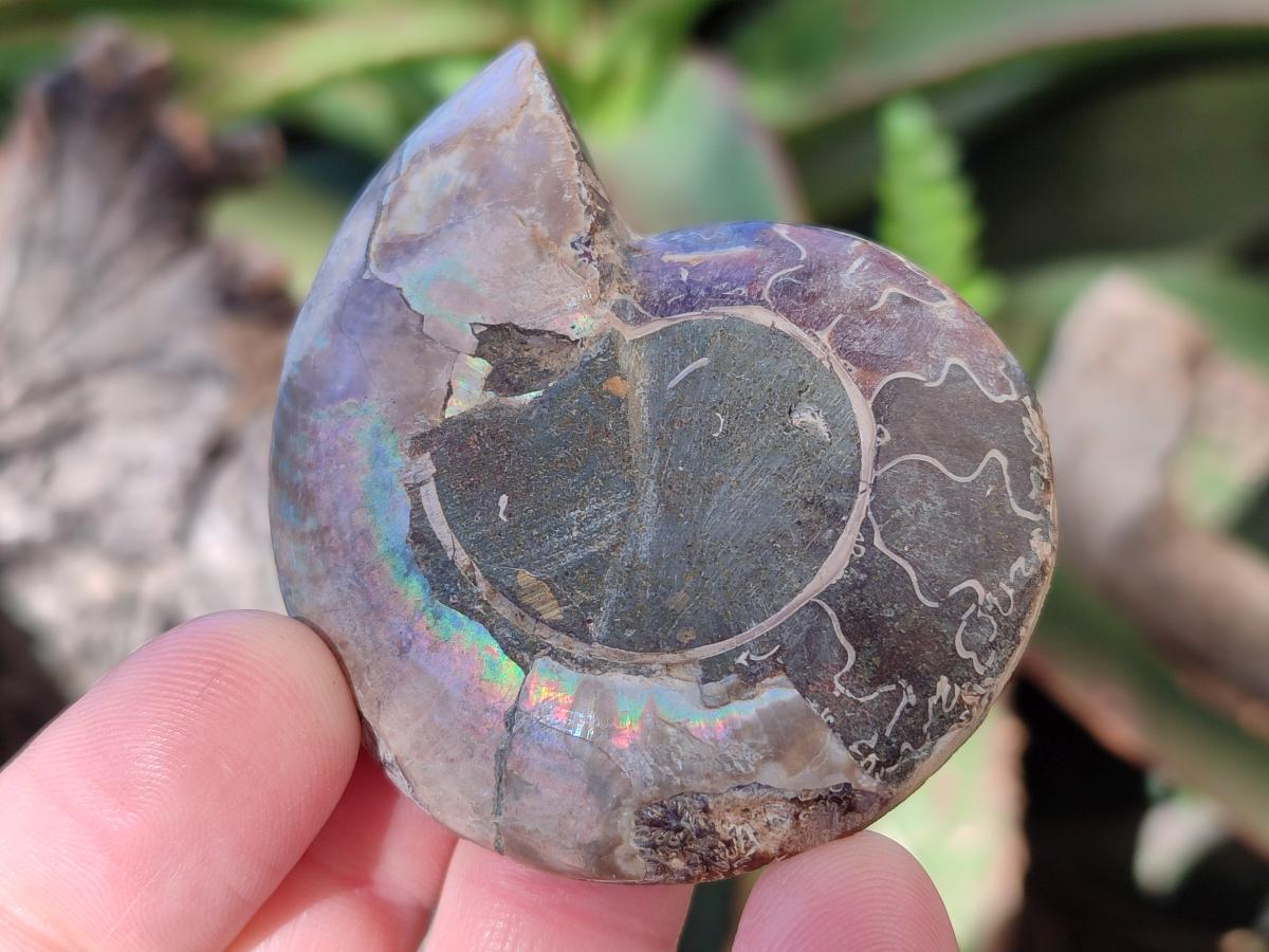 Polished Cleoniceras Ammonite Fossil Pairs x 12 From Tulear, Madagascar - Toprock Gemstones and Minerals 