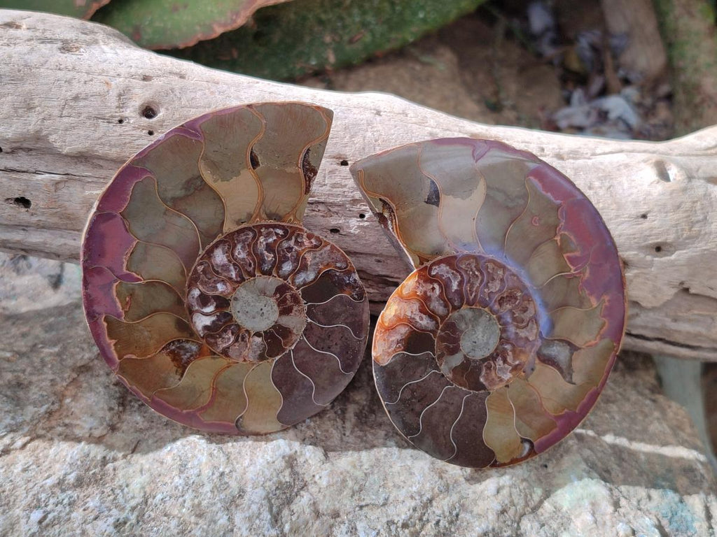 Polished Cleoniceras Ammonite Fossil Pairs x 12 From Tulear, Madagascar - Toprock Gemstones and Minerals 