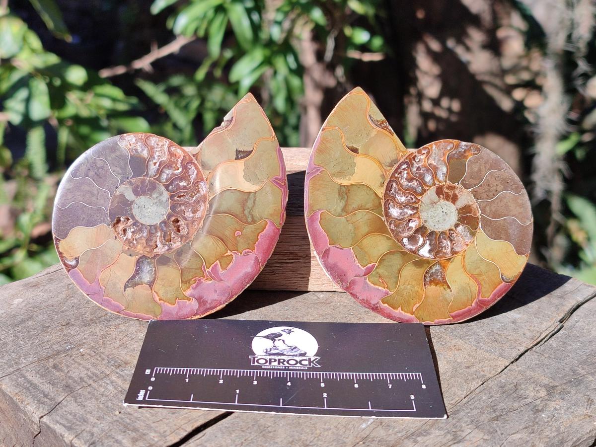 Polished Cleoniceras Ammonite Fossil Pairs x 12 From Tulear, Madagascar - Toprock Gemstones and Minerals 