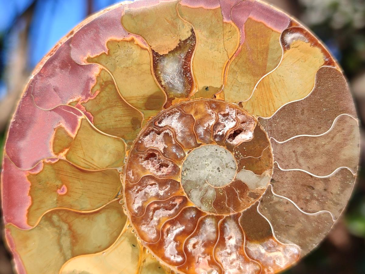 Polished Cleoniceras Ammonite Fossil Pairs x 12 From Tulear, Madagascar - Toprock Gemstones and Minerals 