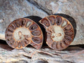 Polished Cleoniceras Ammonite Fossil Pairs x 12 From Tulear, Madagascar - Toprock Gemstones and Minerals 
