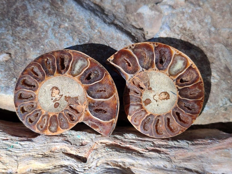 Polished Cleoniceras Ammonite Fossil Pairs x 12 From Tulear, Madagascar - Toprock Gemstones and Minerals 