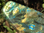 Polished Labradorite Standing Display Pieces x 2 From Madagascar - Toprock Gemstones and Minerals 