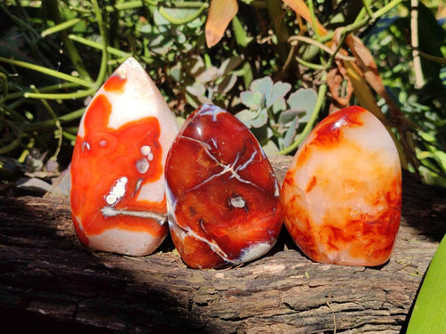 Polished Carnelian Agate Gemstone Standing Display Pieces x 6 From Madagascar - Toprock Gemstones and Minerals 