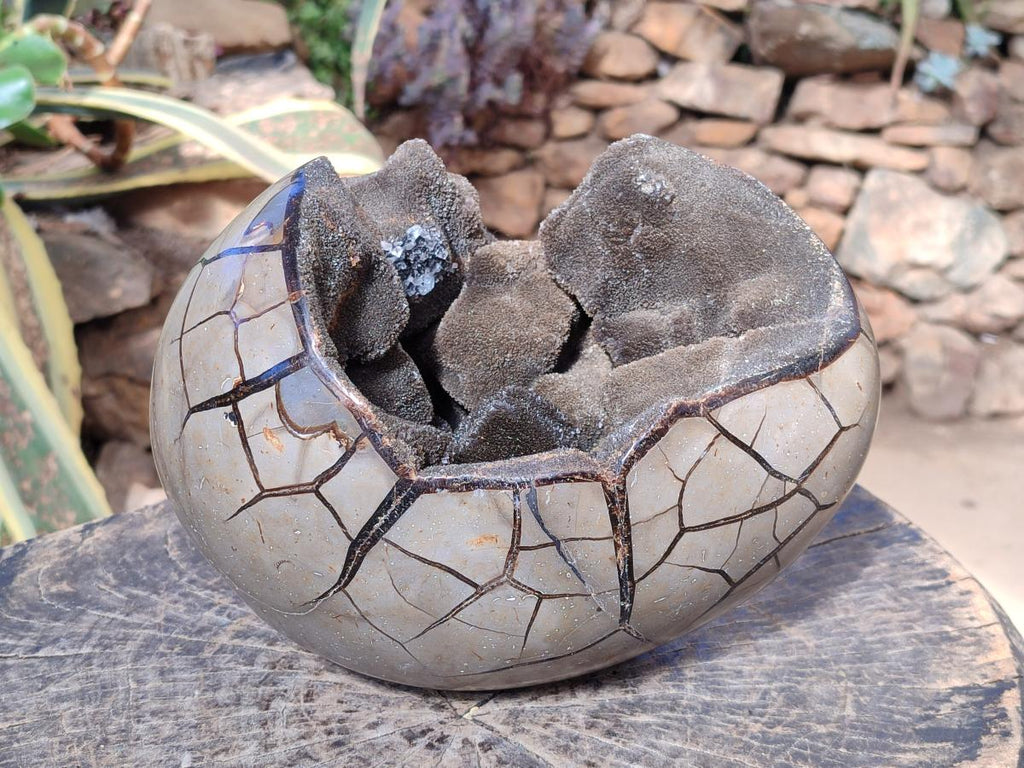 Polished XL Septerye Sauvage "Dragons Egg" Geode x 1 From Mahajanga, Madagascar - Toprock Gemstones and Minerals 