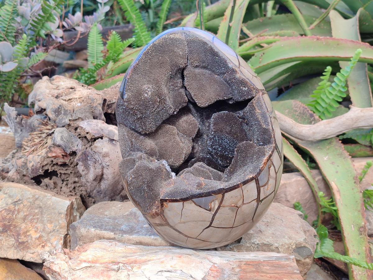 Polished XL Septerye Sauvage "Dragons Egg" Geode x 1 From Mahajanga, Madagascar - Toprock Gemstones and Minerals 