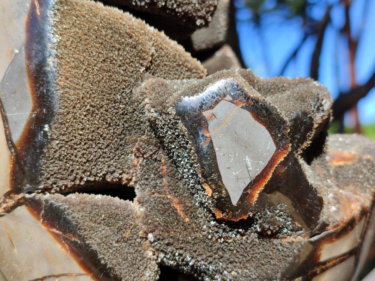Polished XL Septerye Sauvage "Dragons Egg" Geode x 1 From Mahajanga, Madagascar - Toprock Gemstones and Minerals 