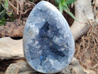Polished Large Blue Celestite Egg x 1 From Sakoany, Madagascar - Toprock Gemstones and Minerals 