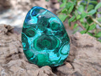 Polished Malacolla Free Forms x 6 From Kulukuluku, Congo - Toprock Gemstones and Minerals 