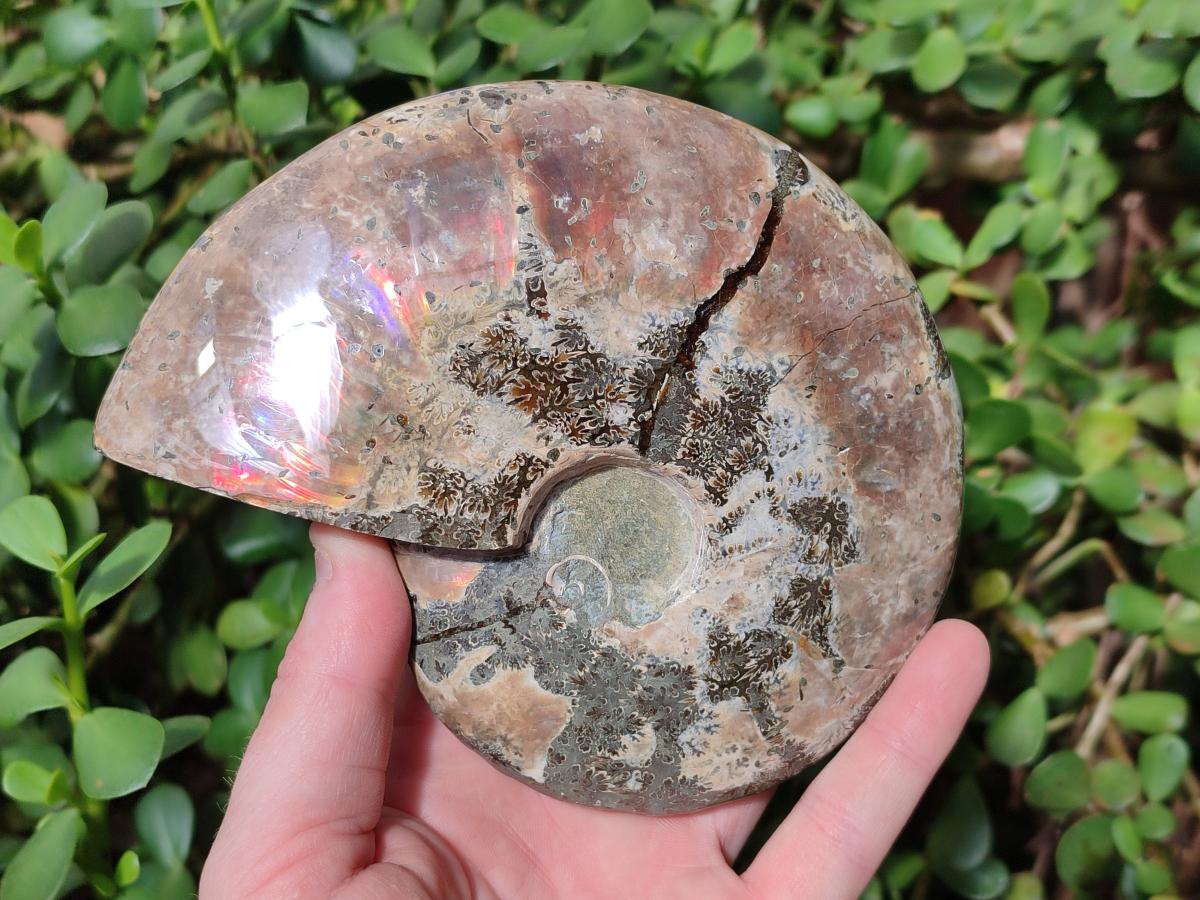 Polished Opalized Cleoniceras Ammonite Fossils x 2 From Tulear, Madagascar - Toprock Gemstones and Minerals 