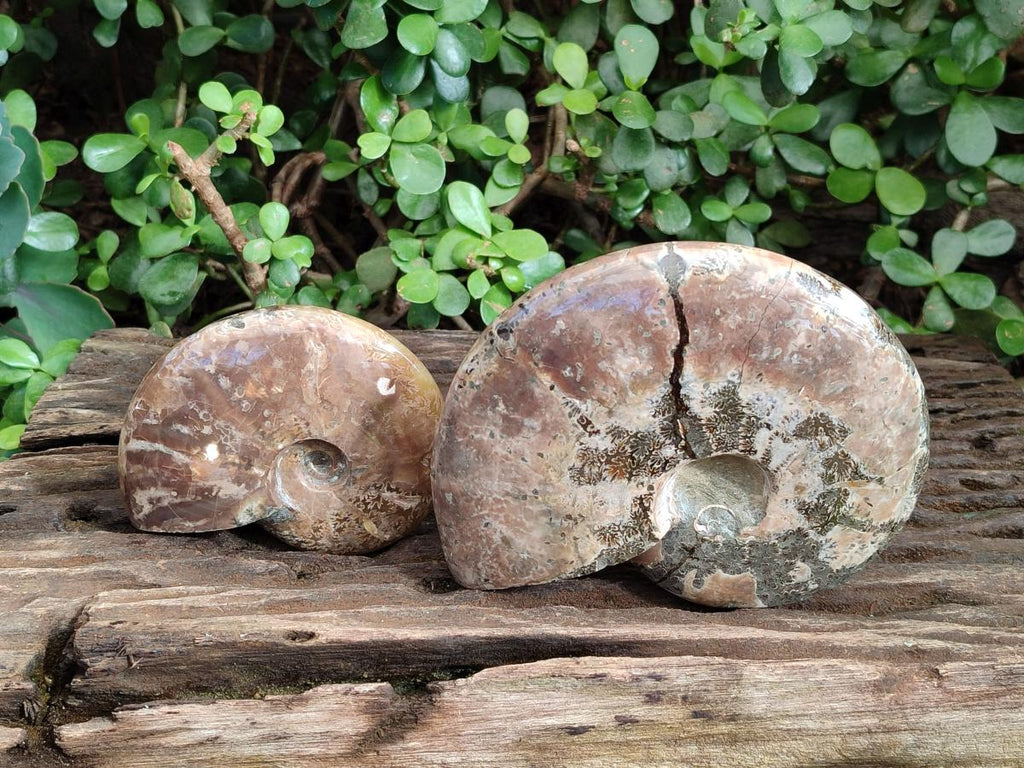 Polished Opalized Cleoniceras Ammonite Fossils x 2 From Tulear, Madagascar - Toprock Gemstones and Minerals 