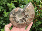 Polished Opalized Cleoniceras Ammonite Fossils x 2 From Tulear, Madagascar - Toprock Gemstones and Minerals 