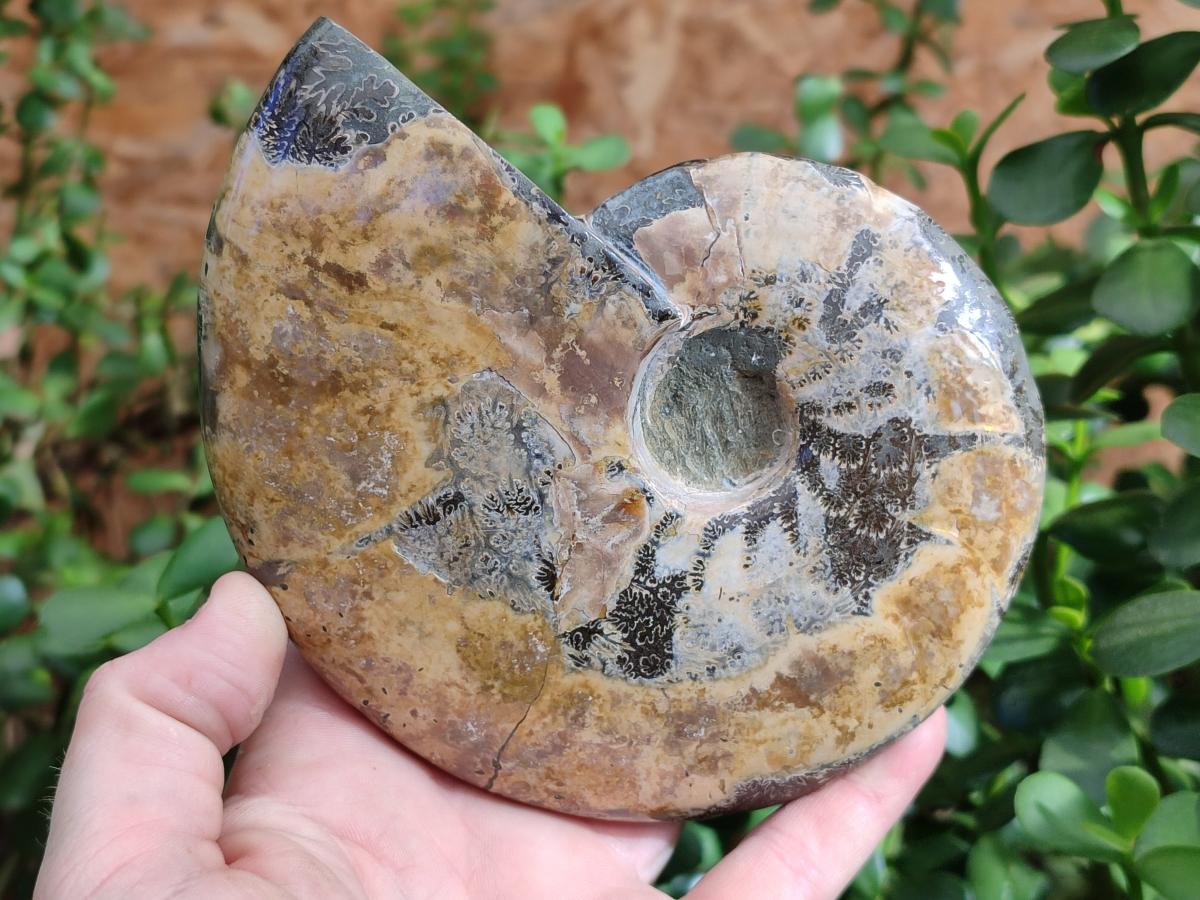 Polished Opalized Cleoniceras Ammonite Fossils x 2 From Tulear, Madagascar - Toprock Gemstones and Minerals 