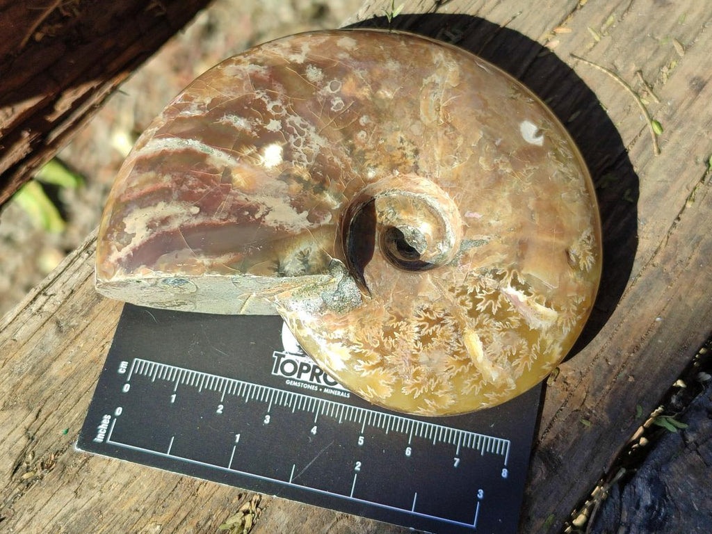 Polished Opalized Cleoniceras Ammonite Fossils x 2 From Tulear, Madagascar - Toprock Gemstones and Minerals 