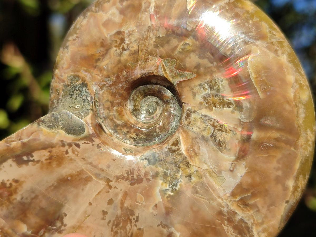 Polished Opalized Cleoniceras Ammonite Fossils x 2 From Tulear, Madagascar - Toprock Gemstones and Minerals 