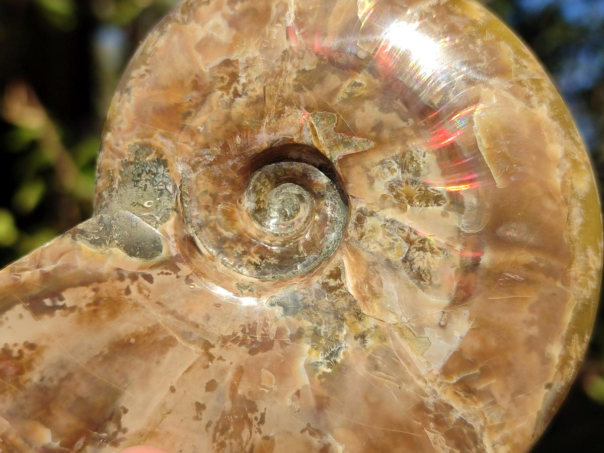 Polished Opalized Cleoniceras Ammonite Fossils x 2 From Tulear, Madagascar - Toprock Gemstones and Minerals 