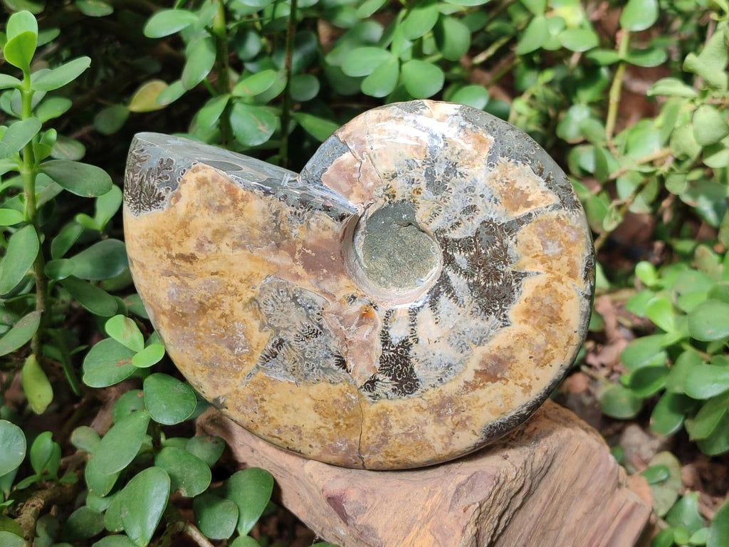 Polished Opalized Cleoniceras Ammonite Fossils x 2 From Tulear, Madagascar - Toprock Gemstones and Minerals 