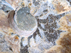 Polished Opalized Cleoniceras Ammonite Fossils x 2 From Tulear, Madagascar - Toprock Gemstones and Minerals 