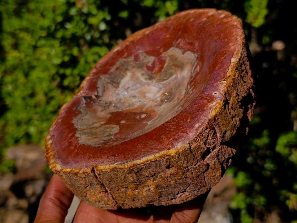 Polished Red Podocarpus Petrified Wood Bowls x 2 From Mahajanga, Madagascar - Toprock Gemstones and Minerals 