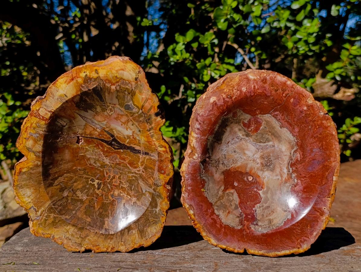 Polished Red Podocarpus Petrified Wood Bowls x 2 From Mahajanga, Madagascar - Toprock Gemstones and Minerals 