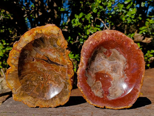 Polished Red Podocarpus Petrified Wood Bowls x 2 From Mahajanga, Madagascar - Toprock Gemstones and Minerals 