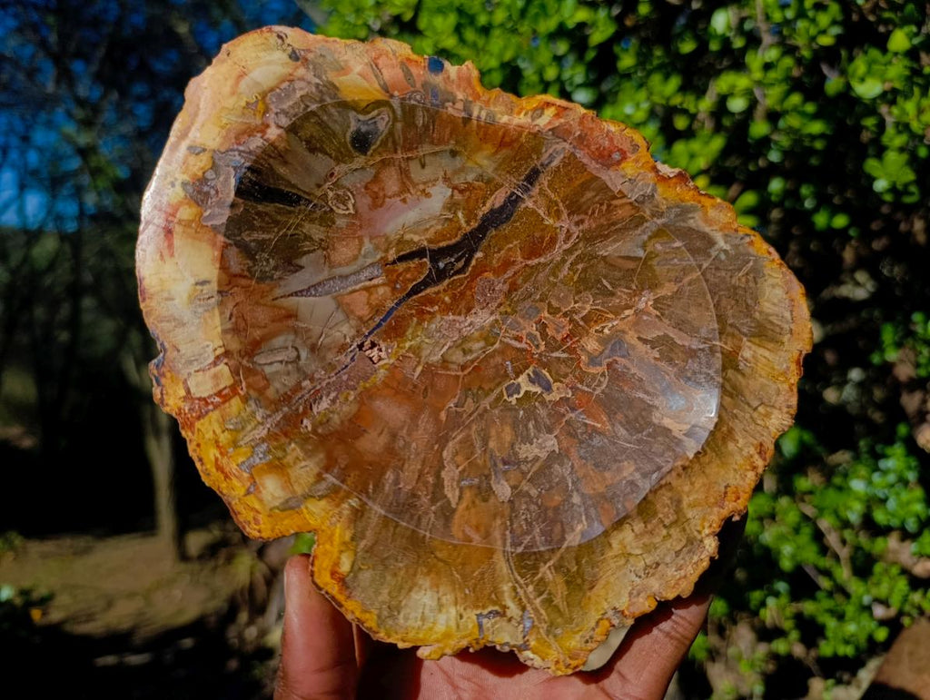 Polished Red Podocarpus Petrified Wood Bowls x 2 From Mahajanga, Madagascar - Toprock Gemstones and Minerals 