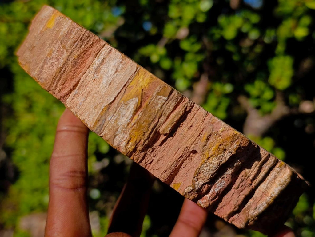 Polished Red Podocarpus Petrified Wood Bowls x 2 From Mahajanga, Madagascar - Toprock Gemstones and Minerals 