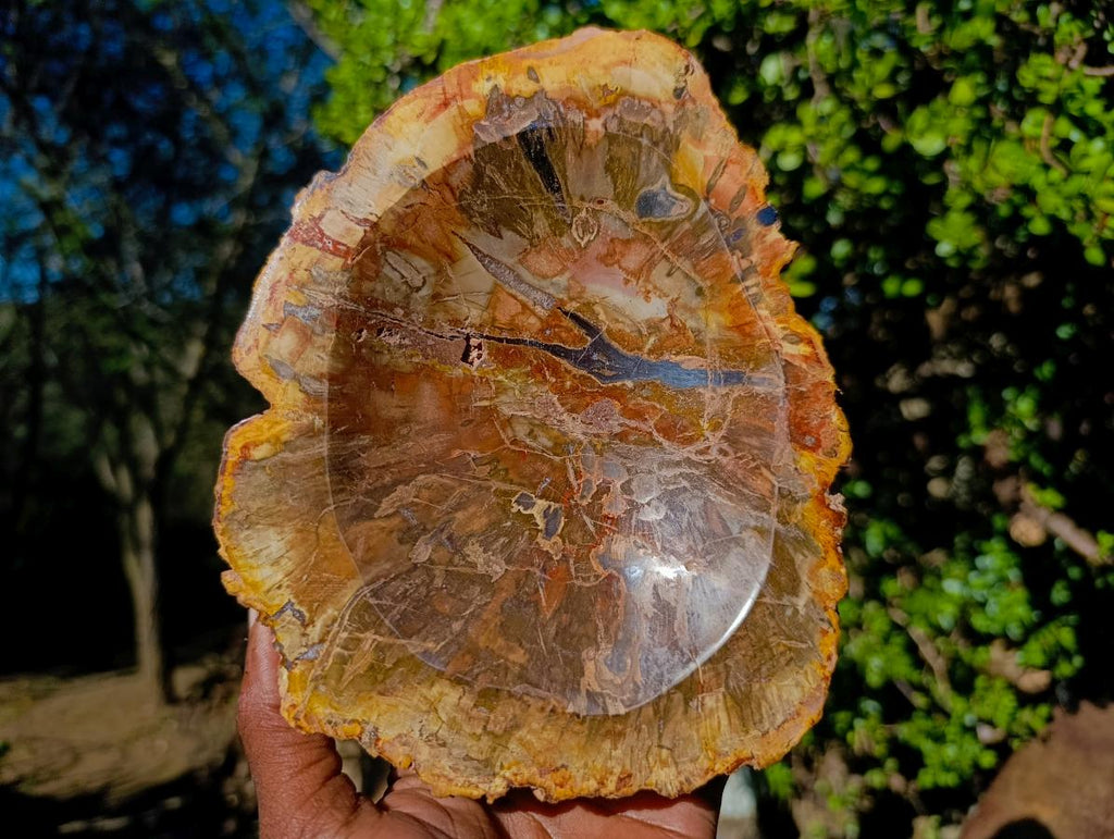 Polished Red Podocarpus Petrified Wood Bowls x 2 From Mahajanga, Madagascar - Toprock Gemstones and Minerals 