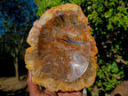 Polished Red Podocarpus Petrified Wood Bowls x 2 From Mahajanga, Madagascar - Toprock Gemstones and Minerals 