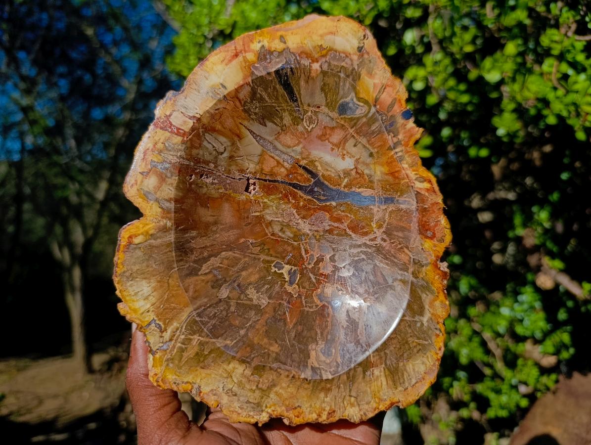 Polished Red Podocarpus Petrified Wood Bowls x 2 From Mahajanga, Madagascar - Toprock Gemstones and Minerals 