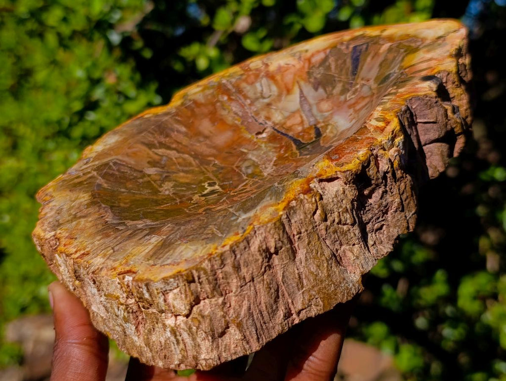 Polished Red Podocarpus Petrified Wood Bowls x 2 From Mahajanga, Madagascar - Toprock Gemstones and Minerals 