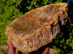 Polished Red Podocarpus Petrified Wood Bowls x 2 From Mahajanga, Madagascar - Toprock Gemstones and Minerals 