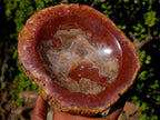 Polished Red Podocarpus Petrified Wood Bowls x 2 From Mahajanga, Madagascar - Toprock Gemstones and Minerals 