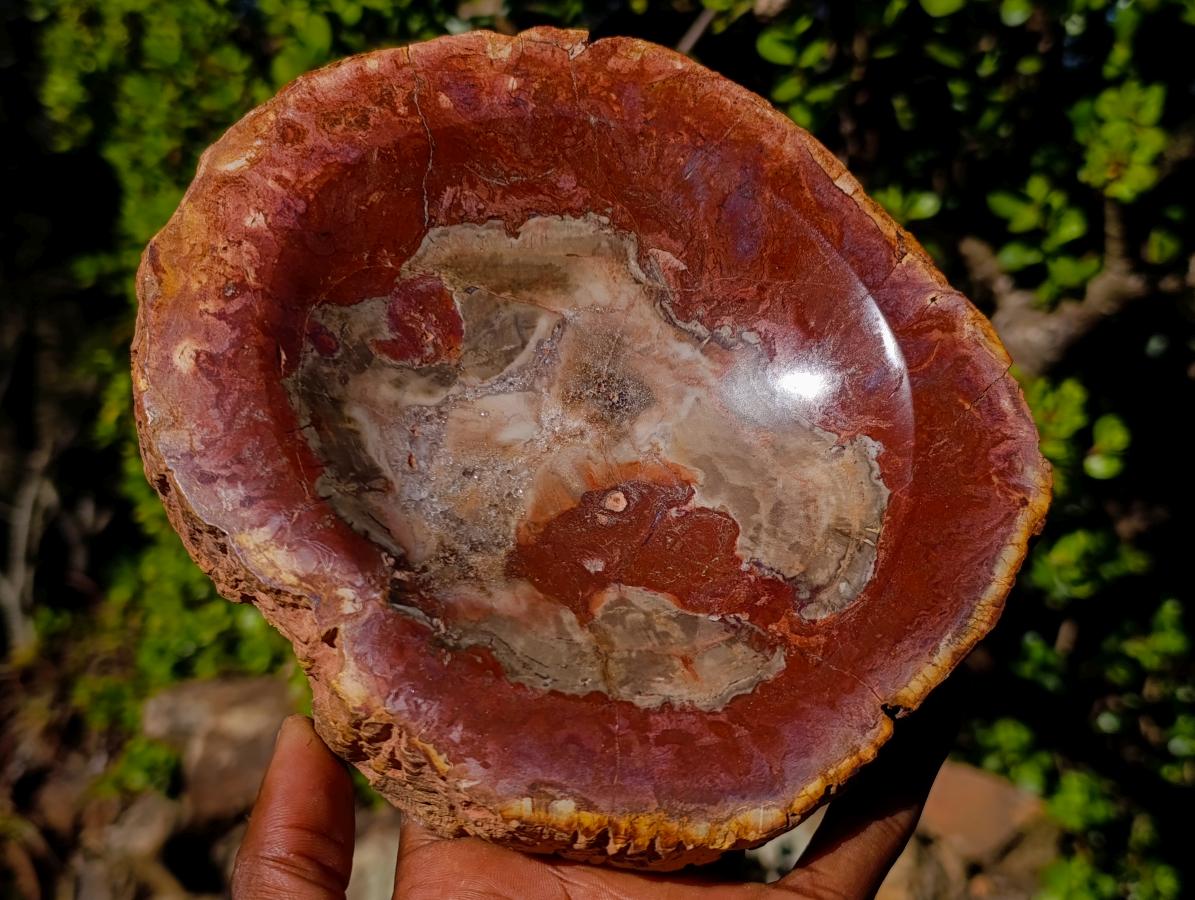 Polished Red Podocarpus Petrified Wood Bowls x 2 From Mahajanga, Madagascar - Toprock Gemstones and Minerals 