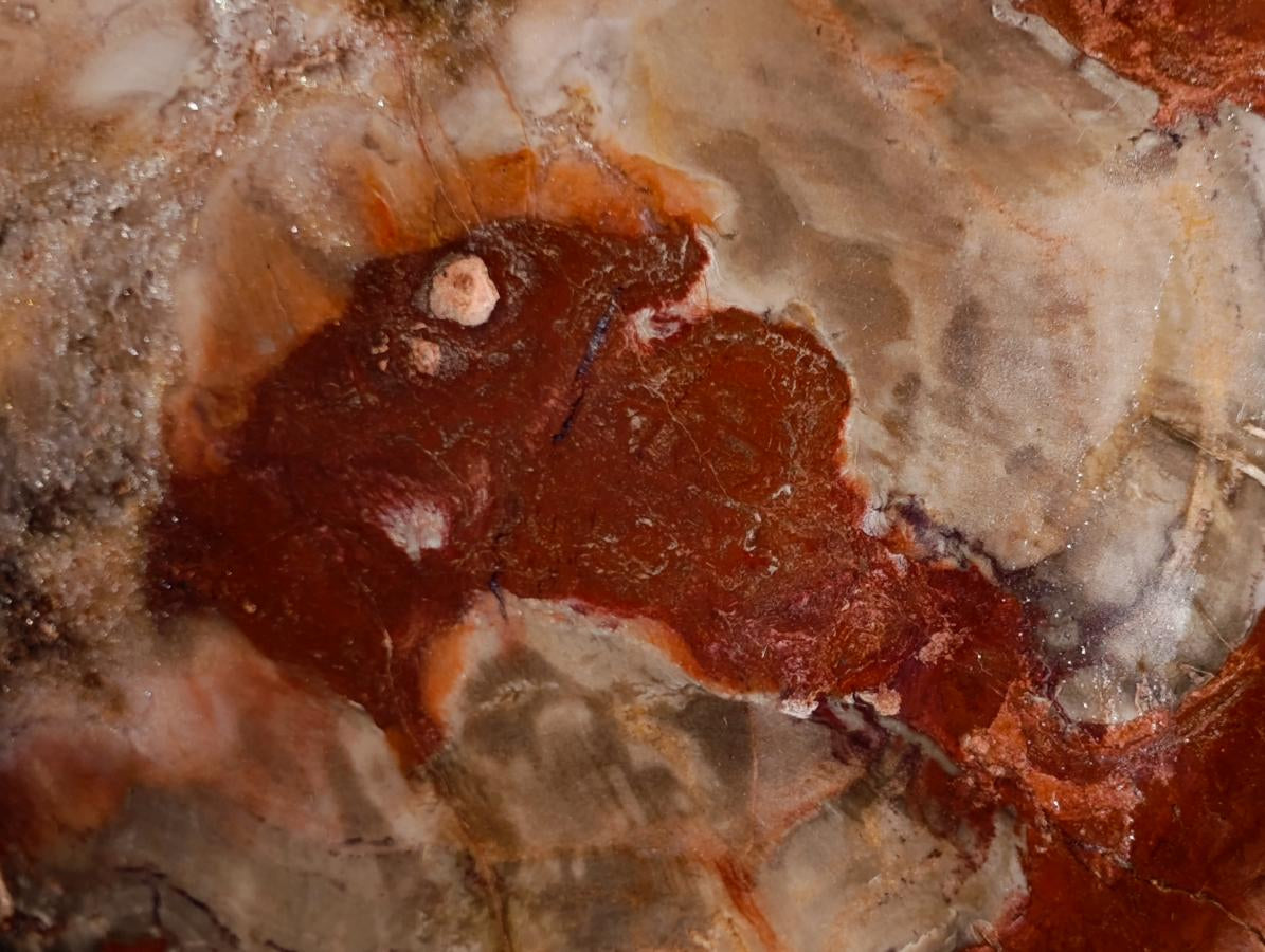 Polished Red Podocarpus Petrified Wood Bowls x 2 From Mahajanga, Madagascar - Toprock Gemstones and Minerals 