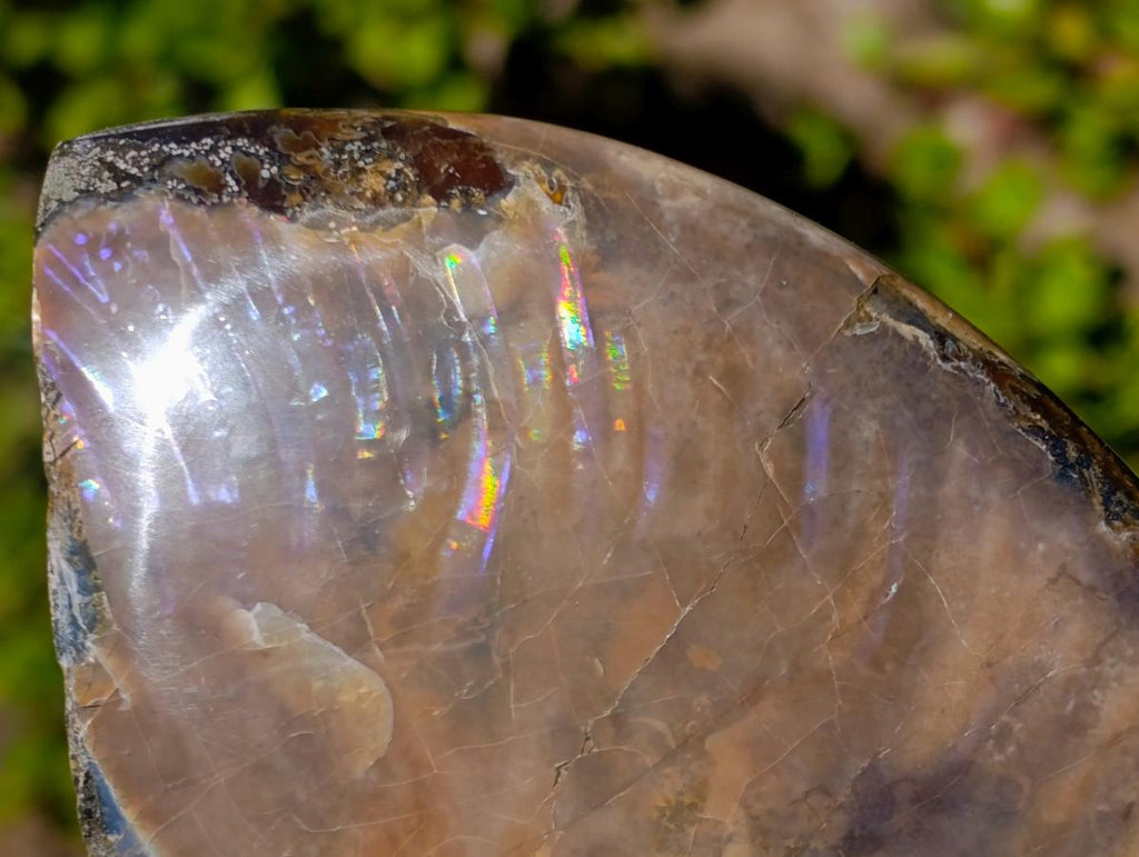 Polished Opalized Cleoniceras Ammonite Fossils x 2 From Tulear, Madagascar