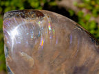 Polished Opalized Cleoniceras Ammonite Fossils x 2 From Tulear, Madagascar