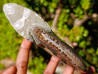 Polished Opalized Cleoniceras Ammonite Fossils x 2 From Tulear, Madagascar