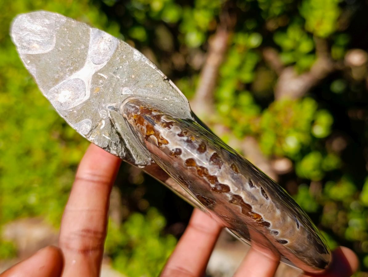 Polished Opalized Cleoniceras Ammonite Fossils x 2 From Tulear, Madagascar