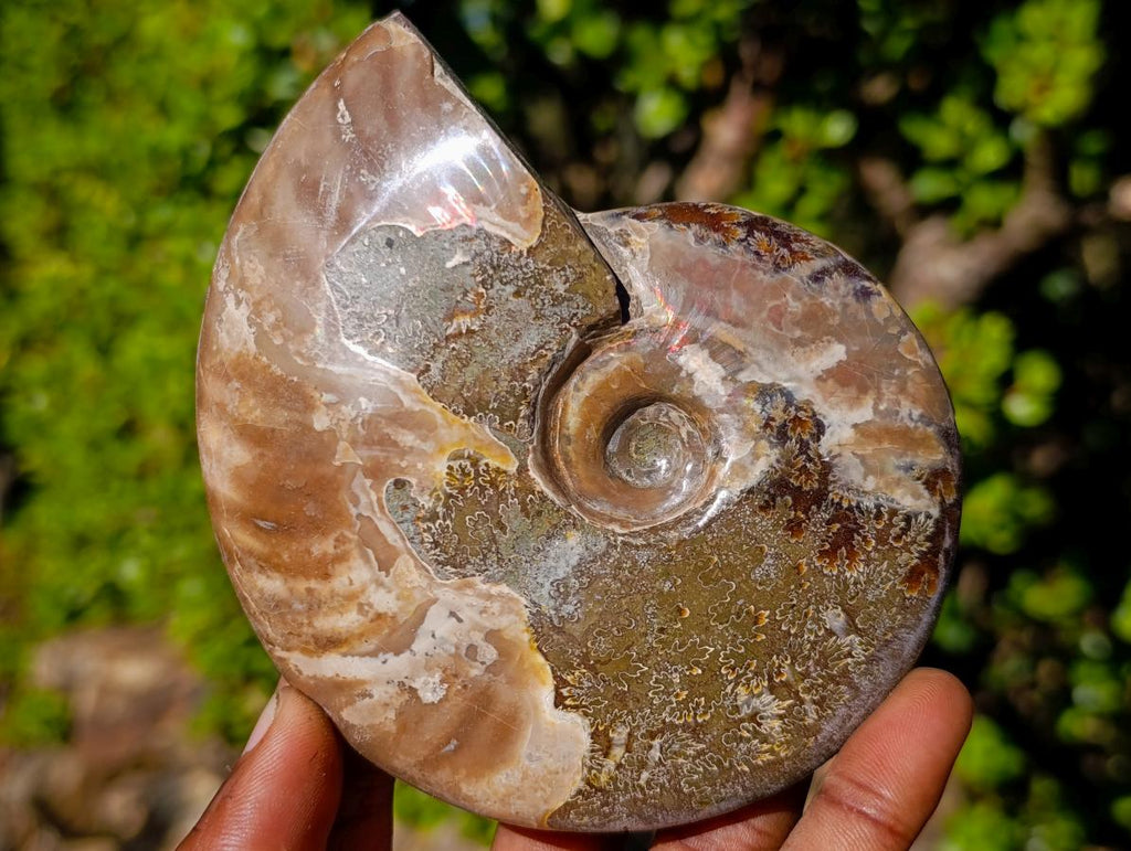 Polished Opalized Cleoniceras Ammonite Fossils x 2 From Tulear, Madagascar