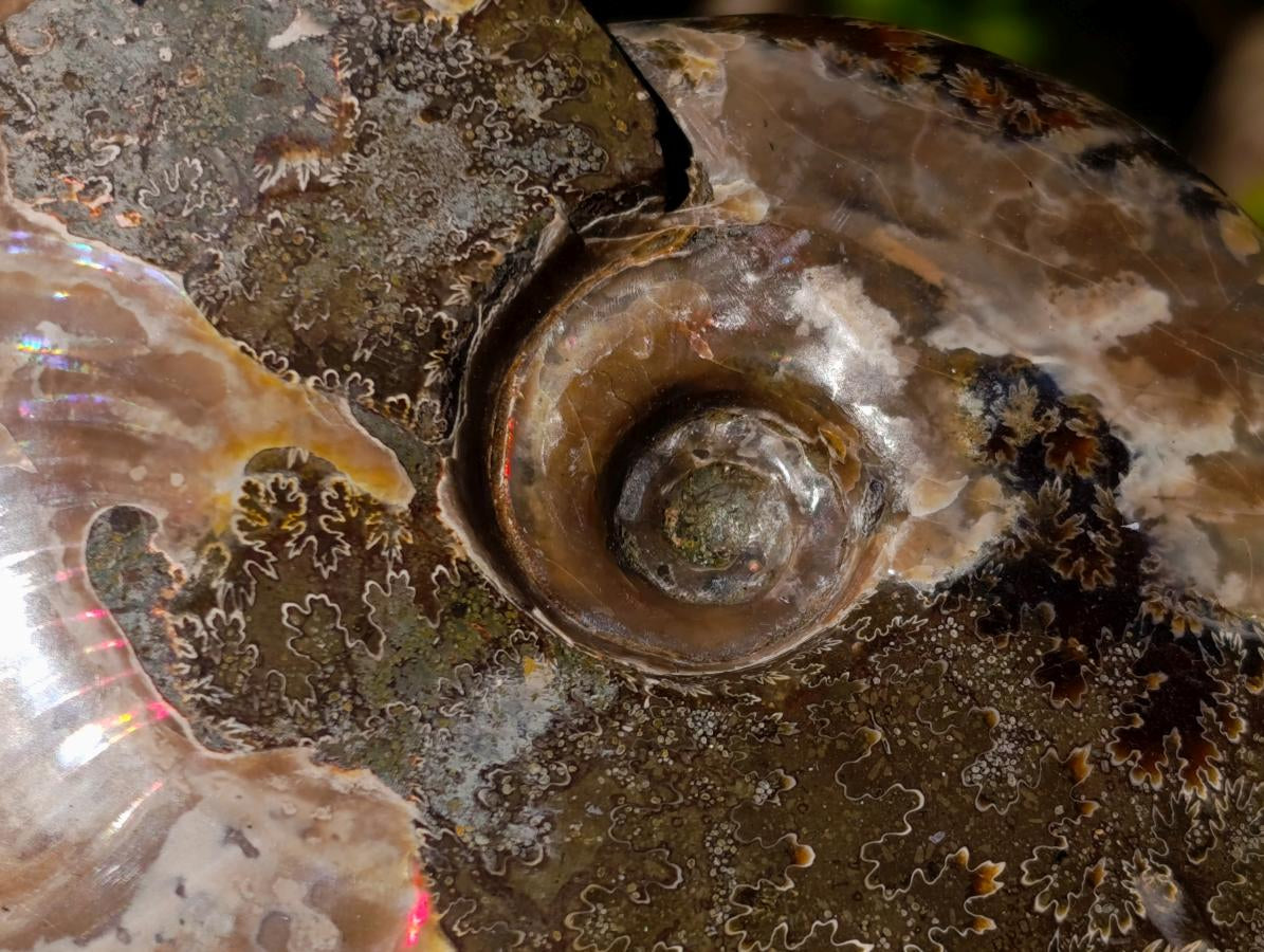 Polished Opalized Cleoniceras Ammonite Fossils x 2 From Tulear, Madagascar